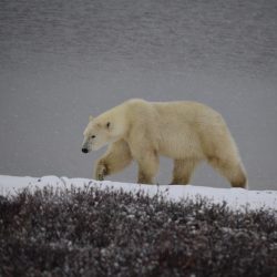 Polar Bear Stroll, Churchill Canada, by David Marr