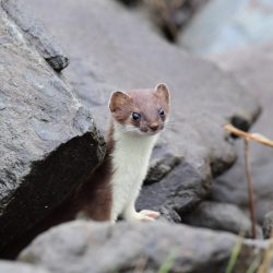 Short tail Weasel, Alaska, by David Marr