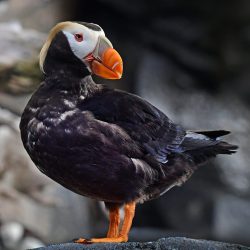 Horned Puffin, Alaska, by David Marr
