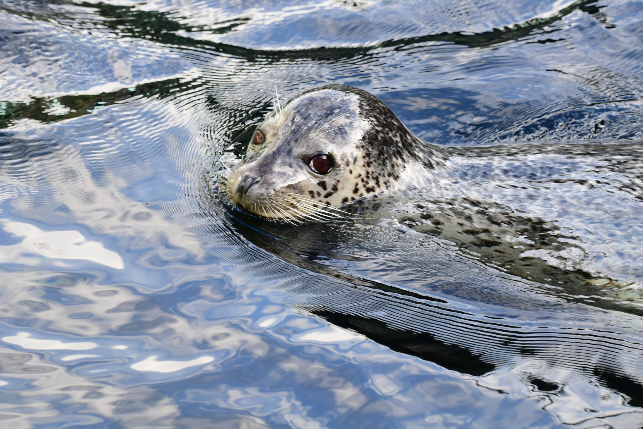 Harbor Seal, Alaska, by David Marr