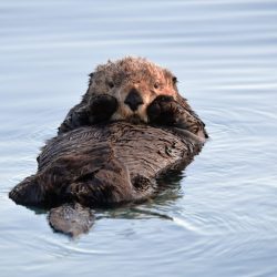 Otter, Resurrection Bay AK, by David Marr
