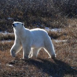 Polar Bear checking the wind, Churchill Canada, by David Marr