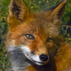 Red Fox, Alaska, by Kristen Cole