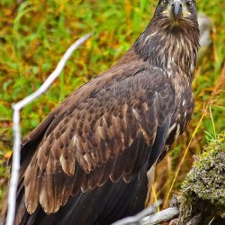 Immature Bald Eagle, Alaska, by David Marr