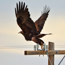 Golden Eagle Taking Flight, Idaho, by David Marr