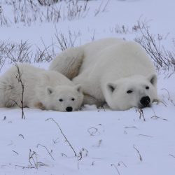 Mom and Cub Polar Bear, Churchill Canada, by David Marr
