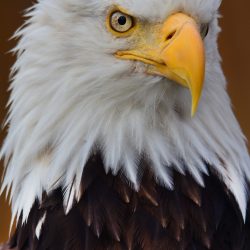 Eagle Portrait, Alaska, by David Marr