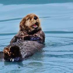 Happy Otter, Resurrection Bay AK, by David Marr