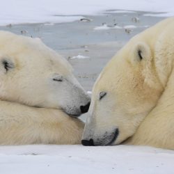 Sleeping Polar Bear, Churchill Canada, by David Marr
