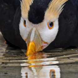 Horned Puffin Beak Bath, Alaska, by David Marr