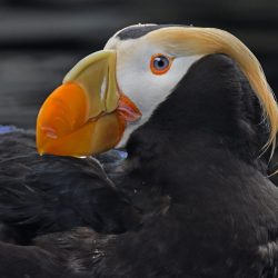 Horned Puffin Portrait, Resurrection Bay Ak, by David Marr