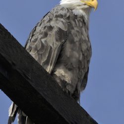 Leucistic Bald Eagle, Klamath Falls OR, by David Marr