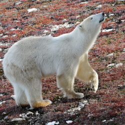 Polar Bear on Tundra, Churchill Canada, by David Marr