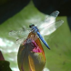 Four Spot Dragonfly, by David Marr