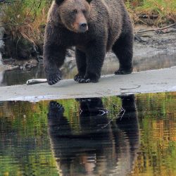 Grizzly Reflection, Crescent Lake AK, by David Marr