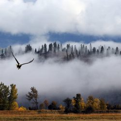 vKootenai Valley Eagle, by David Marr