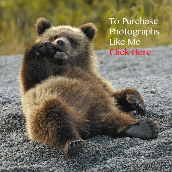 To purchase photographs like me - Click Here
