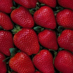Strawberries, by Kristen Cole
